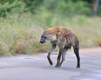 hanging hyenas