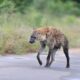 hanging hyenas