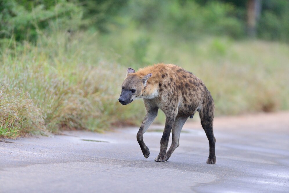 hanging hyenas